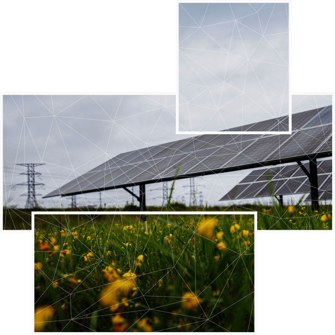 Transmission towers in a field with yellow flowers